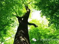 【博皓感悟】欲為大樹，莫與草爭(zhēng)