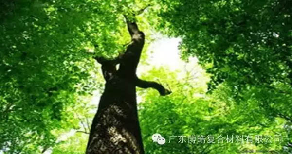 【博皓感悟】欲為大樹，莫與草爭(zhēng)-1
