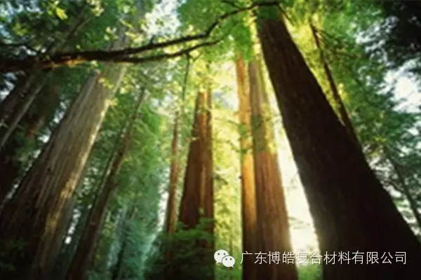 【博皓感悟】欲為大樹，莫與草爭(zhēng)-2
