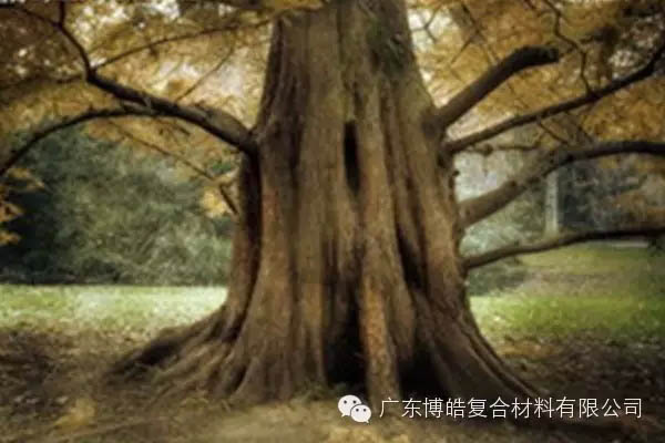 【博皓感悟】欲為大樹，莫與草爭(zhēng)-4
