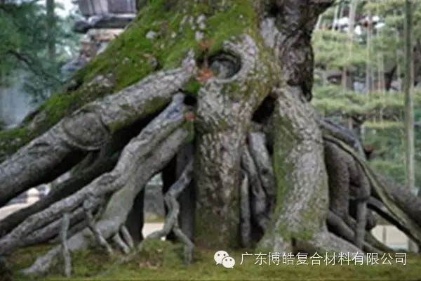 【博皓感悟】欲為大樹，莫與草爭(zhēng)-5